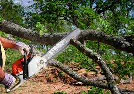 How Our Tree Care Process Works  in Oak Grove, MN